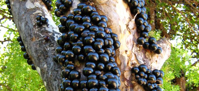 A jabuticaba da vez